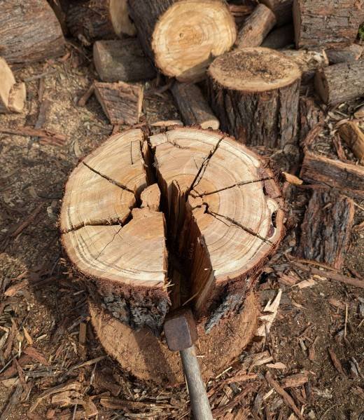 Stump Removal Cincinnati