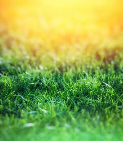 pexels-abdul7amid-64296