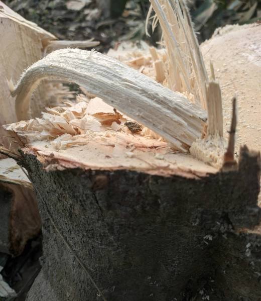 Stump Removal Cincinnati, Ohio