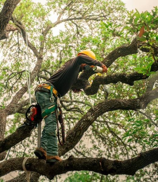 Tree Removal Cincinnati, Ohio